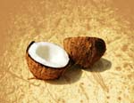 Coconut - LeBootCamp
